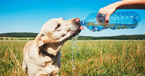 Dog Is Drinking A Lot Of Water